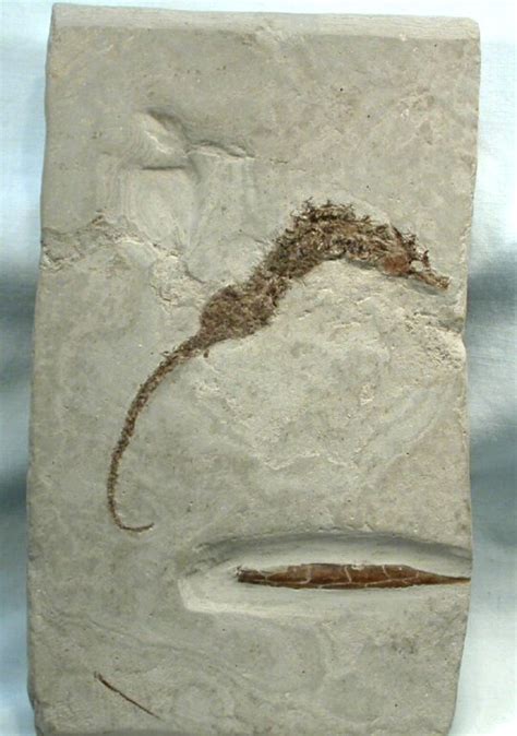 seahorse fossil for sale